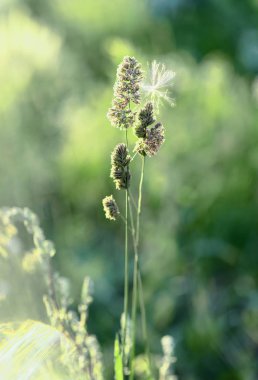 Yaz çayır yeşil çim bokeh