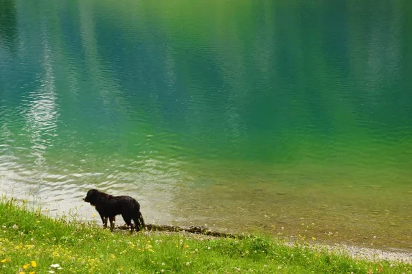 Negro Pelo Largo Perro Grande Encuentra Orilla Del Lago Azul — Foto de Stock