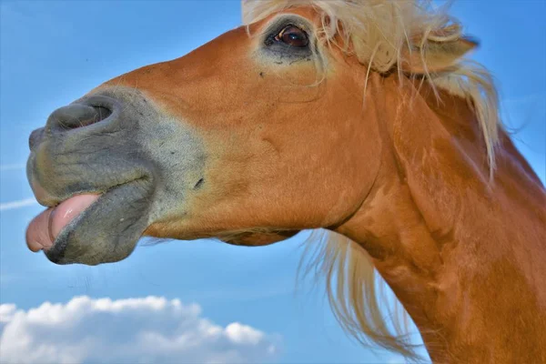 Koňský Hnědý Zobrazující Jazyk Proti Modrému Nebeskému Pozadí — Stock fotografie