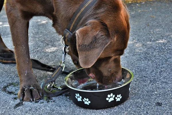 Hunden Dricker Vatten Från Metall Skål — Stockfoto