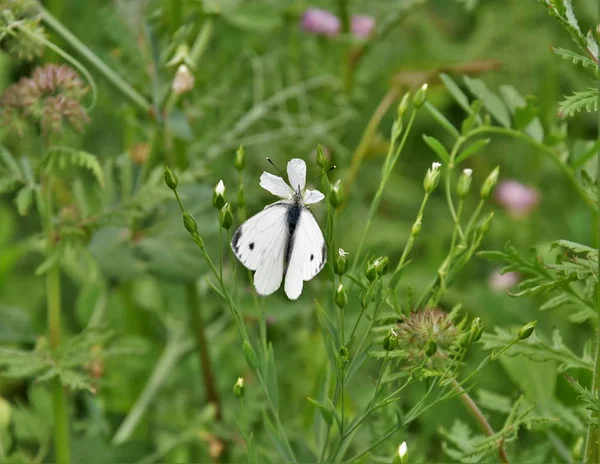 Белая Бабочка Цветке Поля — стоковое фото