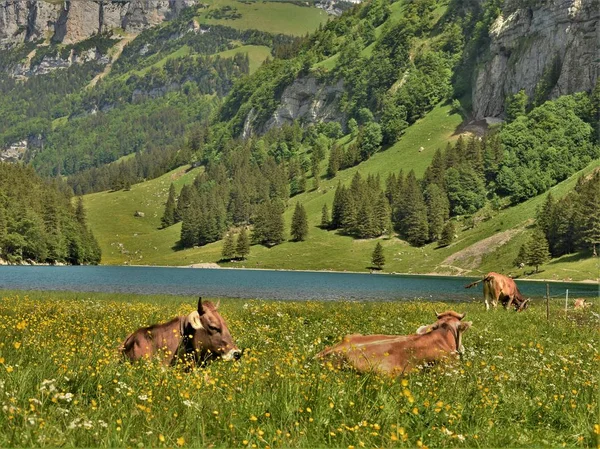 湖の近くの高山の牧草地で牛ウソ — ストック写真