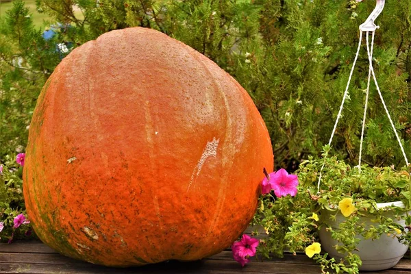 Pompoen Grote Rijpe Een Pot Van Petunia Bloemen — Stockfoto