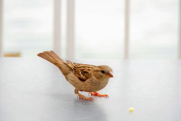 sparrow on a table near a crumb of bread