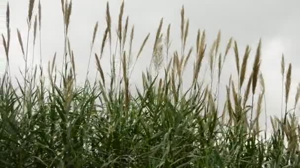Roseau se balançant dans le vent 