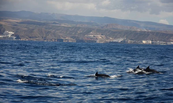 Yunuslar Atlantik Okyanusu Kıyısı Açıklarında Gran Canaria — Stok fotoğraf