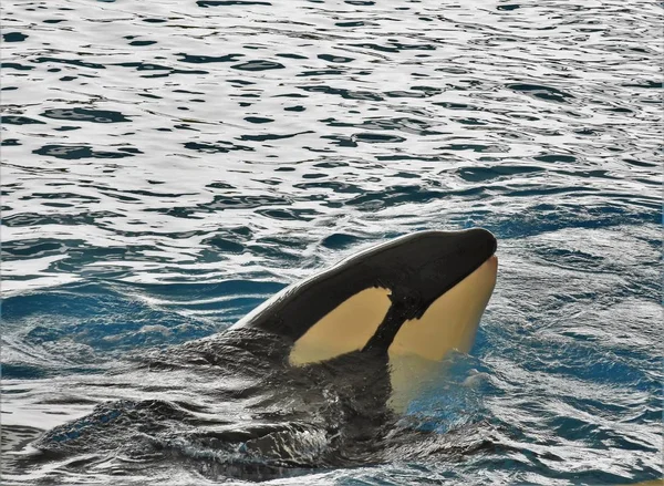 Killer Whale Peeking Out Water — Stock Photo, Image