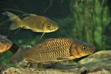 carps temiz yüzmek ve berrak su