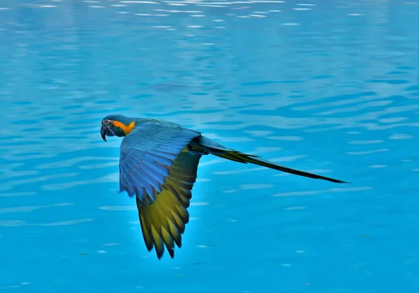 Blauer Großpapagei Fliegt Über Blaues Wasser — Stockfoto