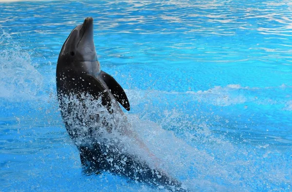 Δελφίνι Που Κολυμπά Στην Ουρά Στο Μπλε Νερό — Φωτογραφία Αρχείου