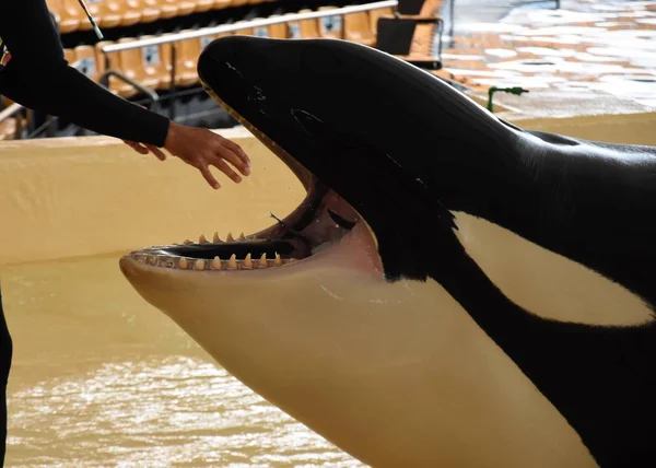 Mão Humana Nas Mandíbulas Uma Baleia Assassina — Fotografia de Stock