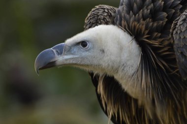 Çöpçü kuş, AK başlı akbaba portresi