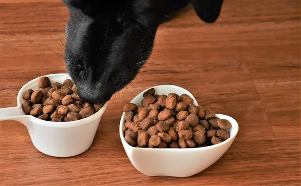 Perro Negro Olfateando Comida Seca Taza Blanca — Foto de Stock