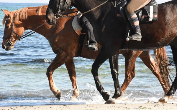 Dois Cavalos Com Cavaleiros Caminham Longo Costa Mar Azul — Fotografia de Stock