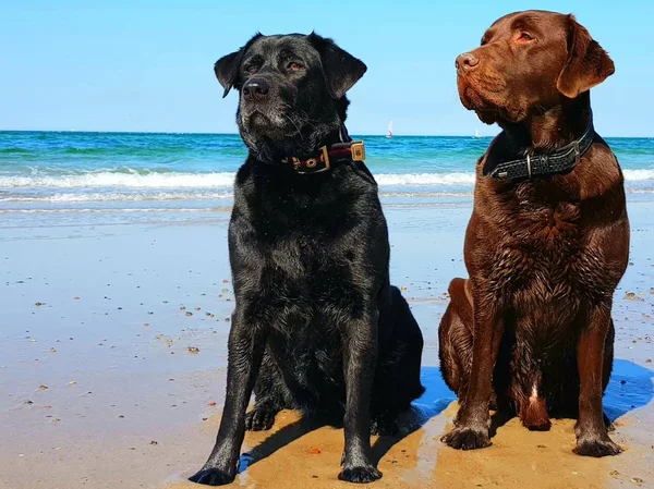 Due Cani Labrador Neri Marroni Sulla Riva Del Mare Blu — Foto Stock