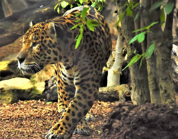 jaguar with black spots goes near the tree trunk