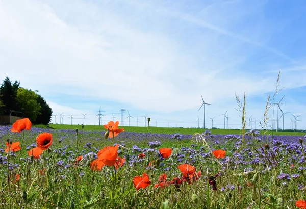 Landschaft Wildblumen Und Windmühlen Horizont — Stockfoto