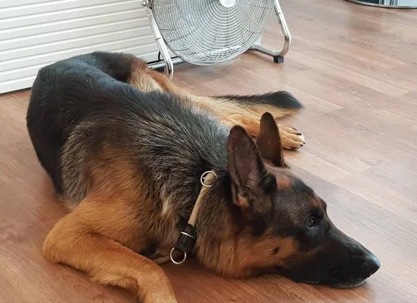 german shepherd lying on the floor near the fan