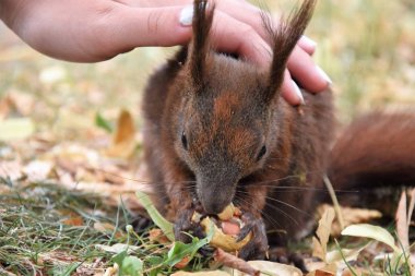 kız fıstık olan bir sincap okşar