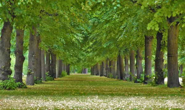 Tília Árvores Longo Dos Gramados Parque — Fotografia de Stock