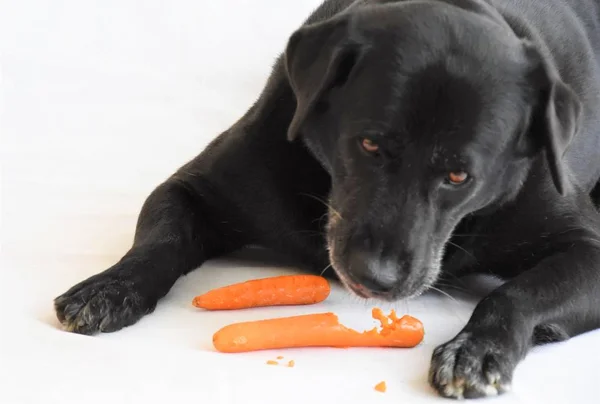 Negro Perro Grande Encuentra Sobre Fondo Blanco Come Una Zanahoria — Foto de Stock