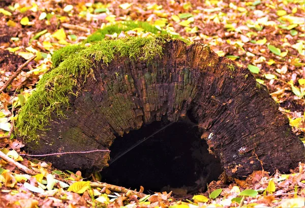 Zgniły Kikut Ziemi Pokryty Zielonym Mchem — Zdjęcie stockowe