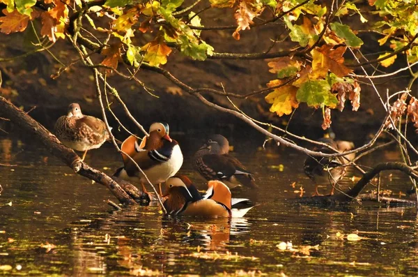 Mandarin Ducks Sitting Branches Autumn Trees — Stock Photo, Image