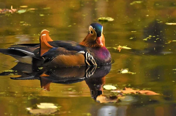Mandarin Duck Swimming River Autumn Golden Day — Stock Photo, Image