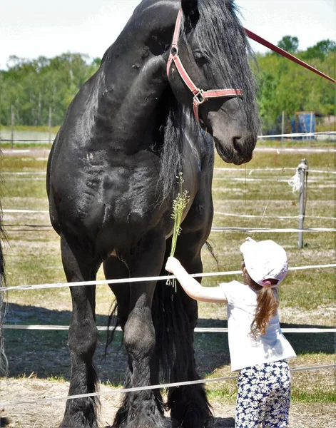 Cavalo Preto Menina Com Buquê Grama — Fotografia de Stock