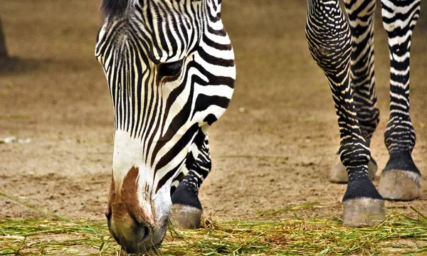 Zebra Başını Eğdi Yerdeki Otları Yedi — Stok fotoğraf