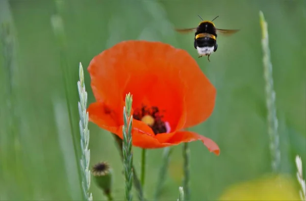 Bumblebee Red Poppy Field — Stock Photo, Image