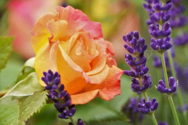 yellow-pink rose and sprigs of lavender close-up