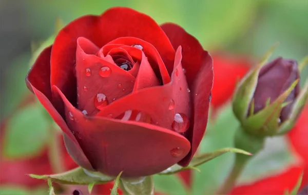 Rote Rose Mit Regentropfen Auf Den Blütenblättern — Stockfoto