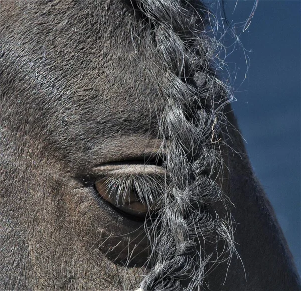 Portrait Black Horse Pigtail — Stock Photo, Image