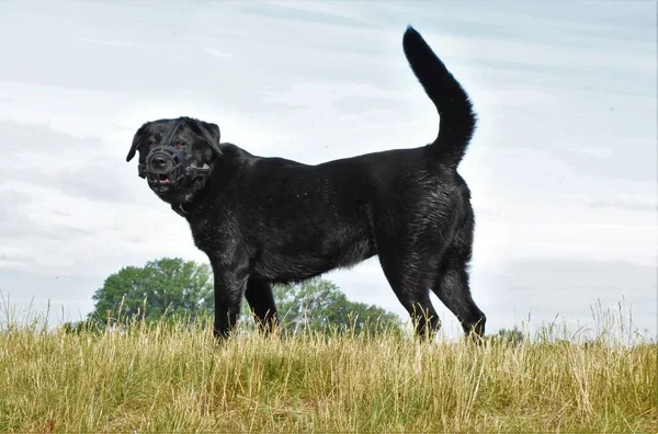 Negro Perro Grande Hocico —  Fotos de Stock