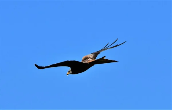 Falcão Está Voando Contra Céu Azul — Fotografia de Stock