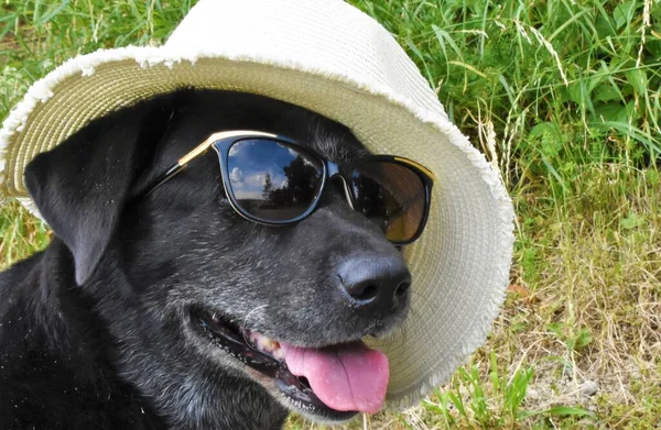 Hasır Şapkalı Güneş Gözlüklü Siyah Köpek — Stok fotoğraf