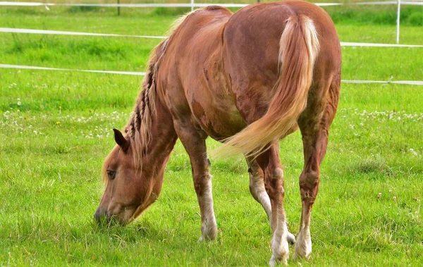 Cavalo Marrom Come Prado — Fotografia de Stock