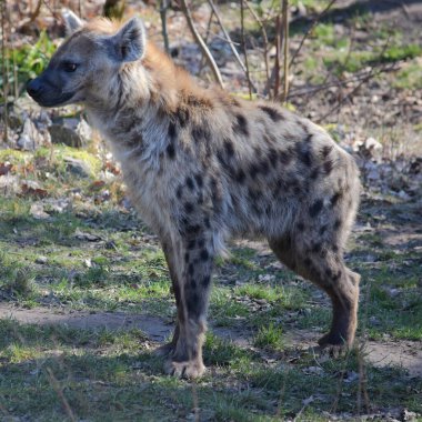 Spotted hyena standing on a path outdoors clipart