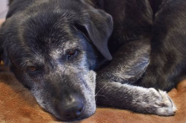 Büyük, yaşlı, gri saçlı bir köpek bej bir battaniyenin üzerinde uzanıyor.