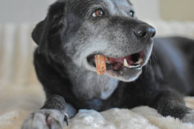 Yaşlı siyah bir Labrador köpeği beyaz bir battaniyenin üzerinde yatarken çiğ köpek maması çiğniyor..