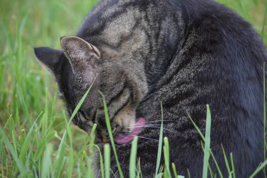 Yeşil çimenlerde pembe kaba dille kedi yıkama
