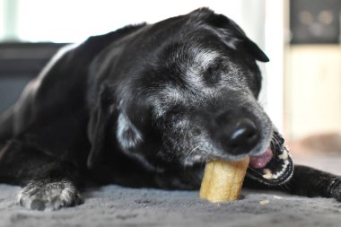 Gri bir ağızlık takmış, gri bir halıda çiğ kemik çiğneyen iri siyah yaşlı bir köpek..