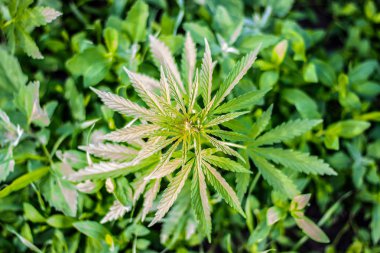 çayırda filizlenmiş kenevir yaprakları. Yatay yönlendirme