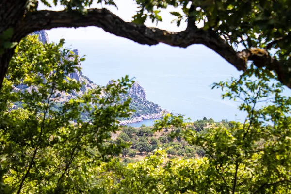 Vista del mar negro desde la montaña, a través de los árboles — Foto de Stock