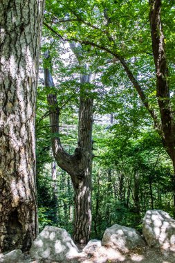 Ormanlar ve dağlar güzel manzara, Kırım, Yalta