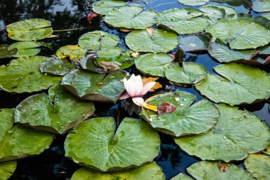 Bir kurbağa bir gölet içinde lilyum arasında yeşil bir yaprak oturur