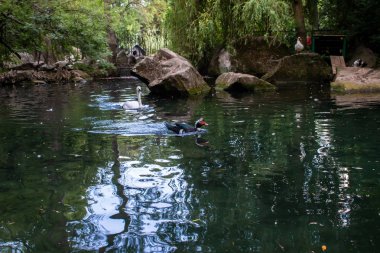 Park Doğal Müze Rezervi. Ördekleri ve kuğuları olan bir gölet. Kırım,