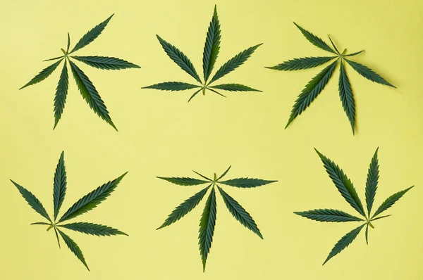 Cáñamo u hojas frescas de cannabis. Primer plano de las hojas de cáñamo fresco sobre fondo amarillo — Foto de Stock
