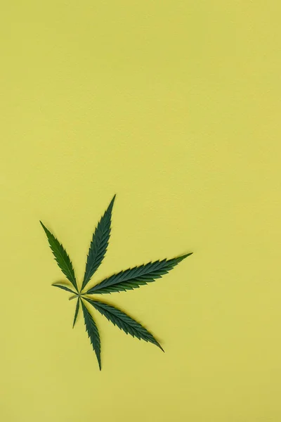 Cáñamo u hojas frescas de cannabis. Primer plano de las hojas de cáñamo fresco sobre fondo amarillo. Orientación vertical — Foto de Stock
